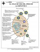 La hepatitis C y la sangre